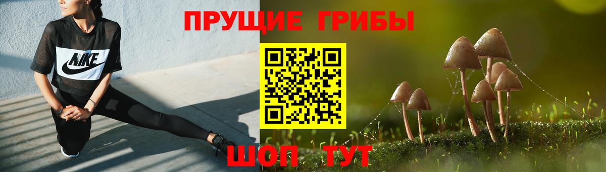 Псилоцибиновые грибы Psilocybe Десногорск